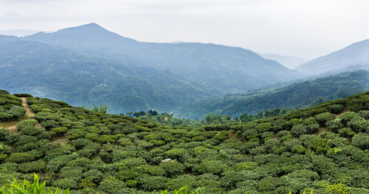 Kanyam Ilam