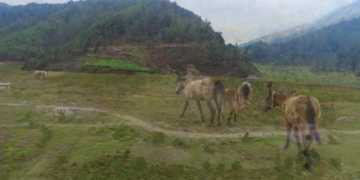 dhorpatan hunting site